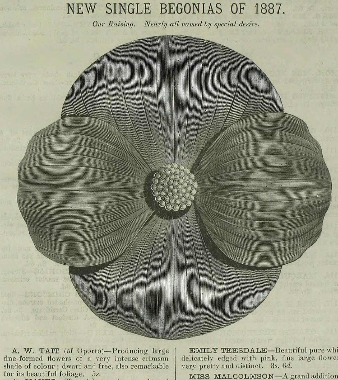 B. ‘A. W. Tait’